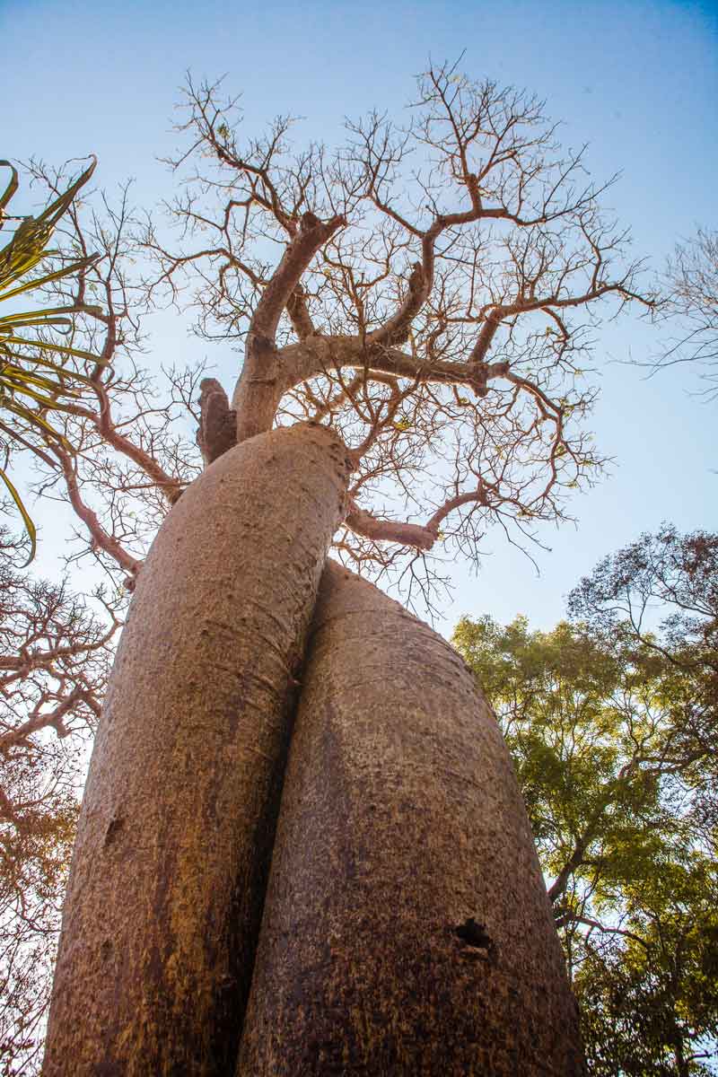 Baobab-amoureux