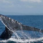 Baleine